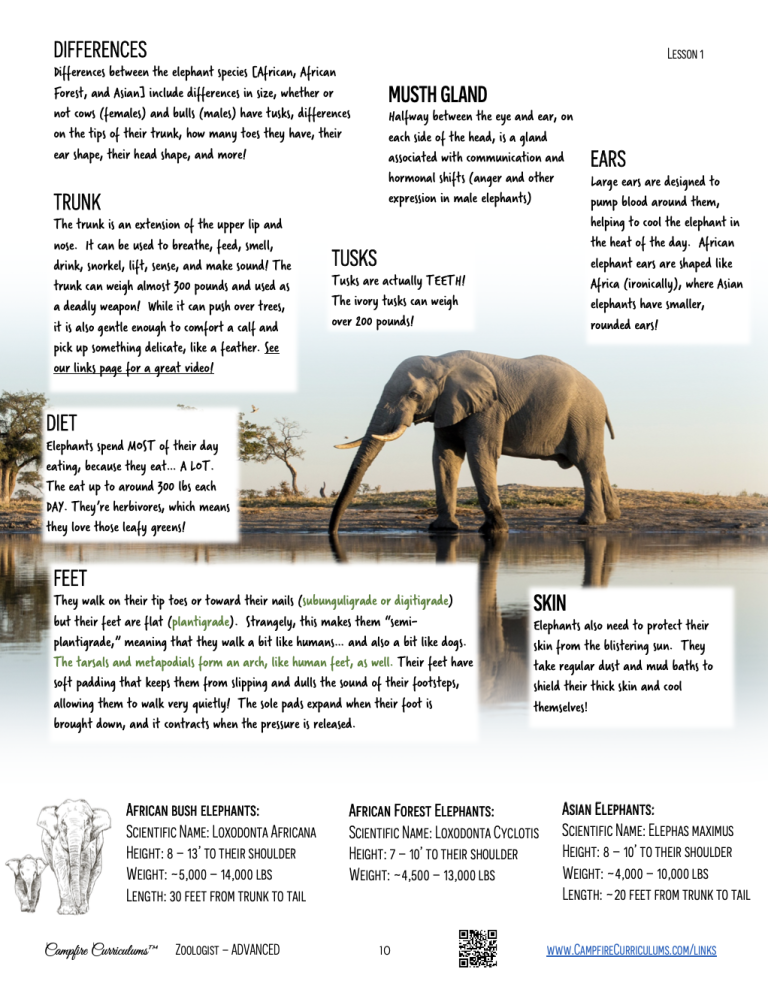 Through the Eyes of A Zoologist (DIGITAL PDF)